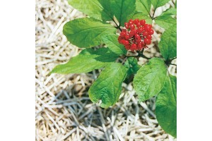 Ginseng coréen (to be translated)